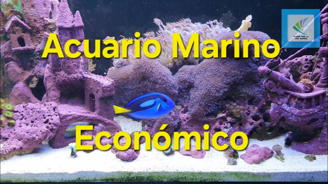 Acuario Marino Económico ( Barato)