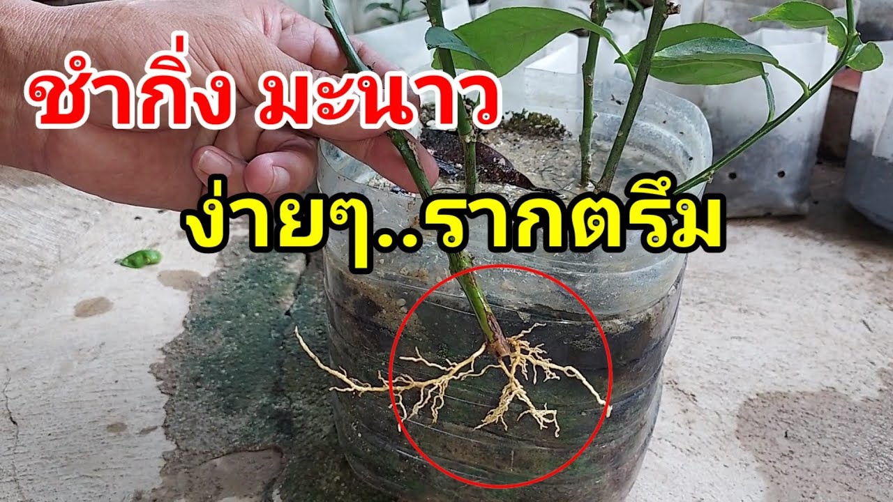 วิธีปักชำกิ่ง มะนาว ง่ายๆ..รากออกง่ายโตไวติดผลเร็ว