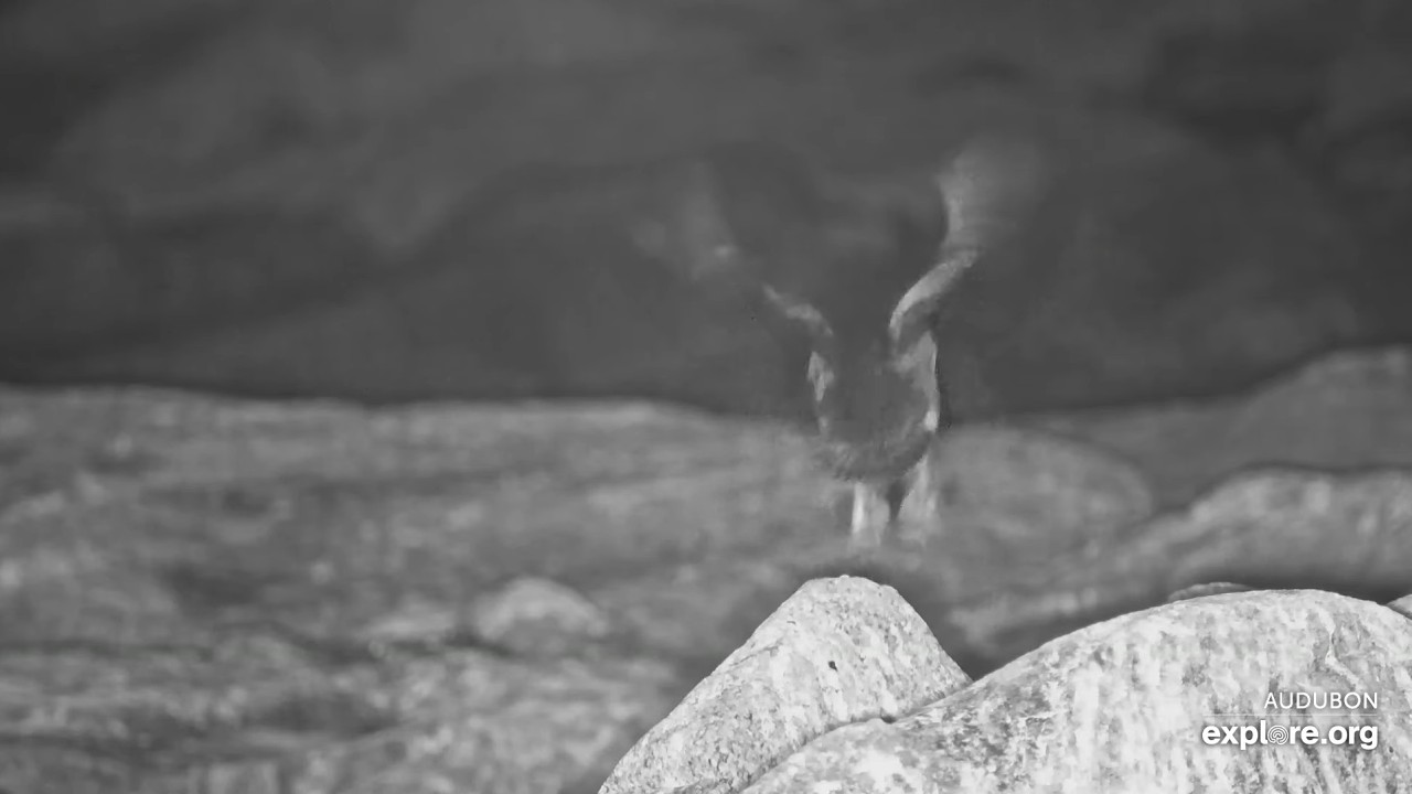 Unbanded Puffling Fledging from Seal Island Boulder Berm