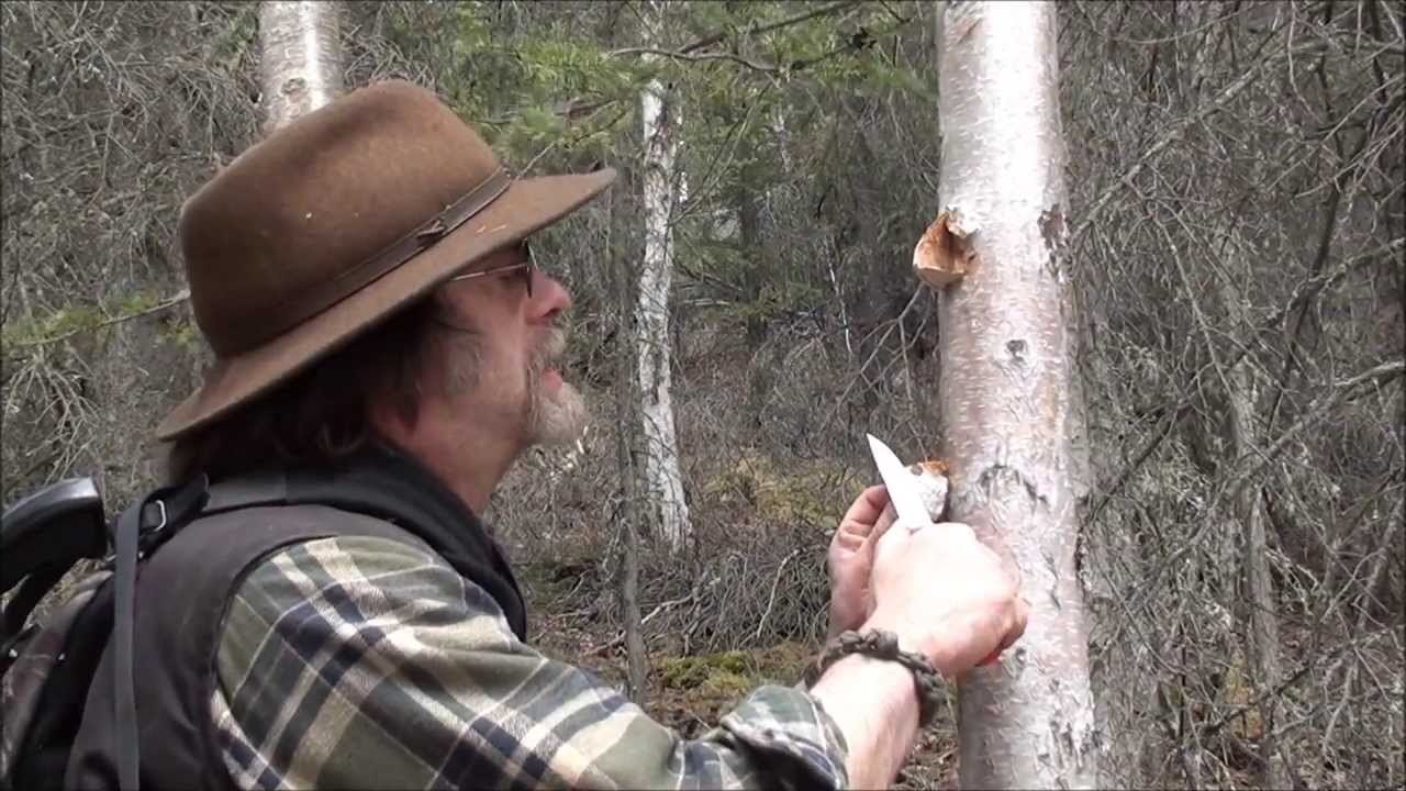 Horse Hoof Fungus - Amadou Tips
