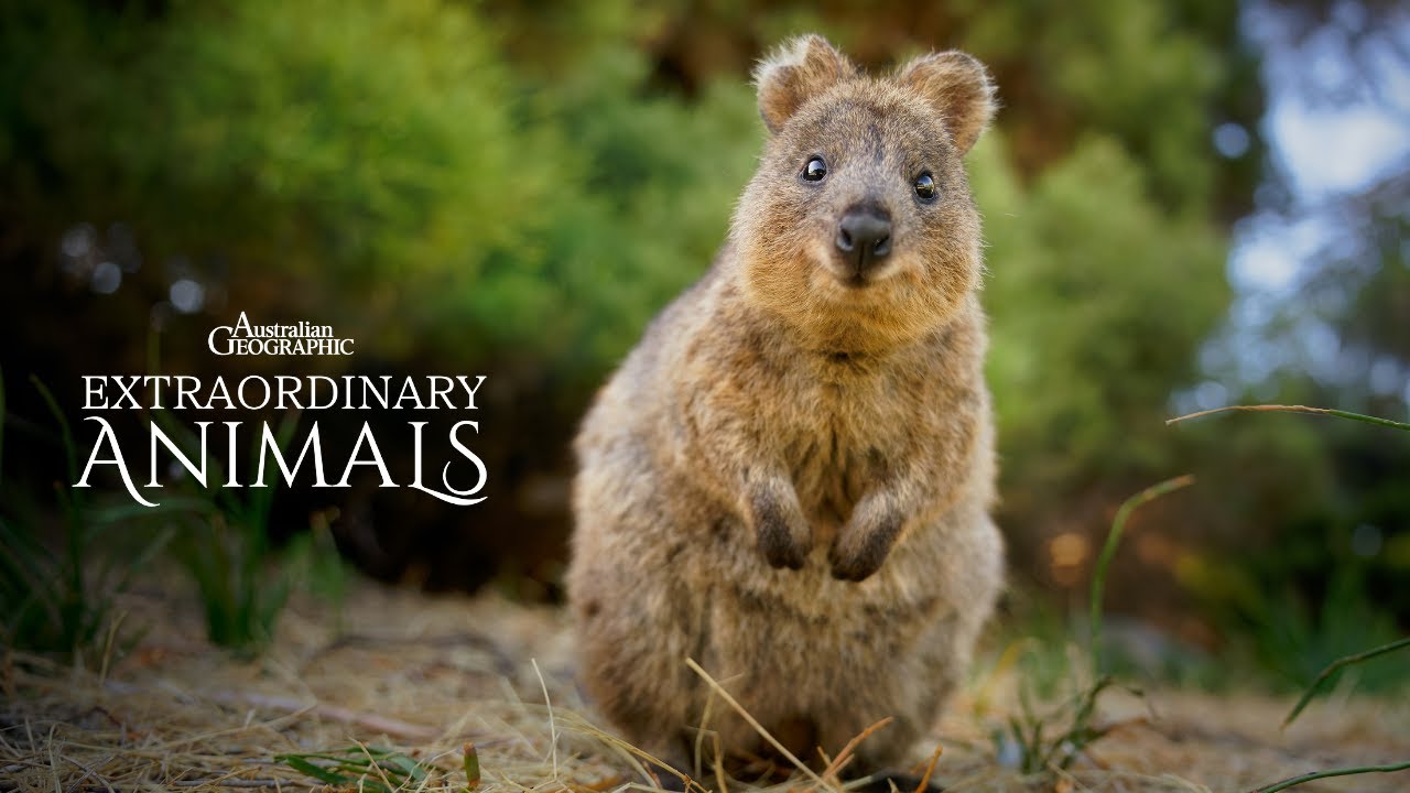 Quokkas on Rottnest Island are Adorable! | Extraordinary Animals