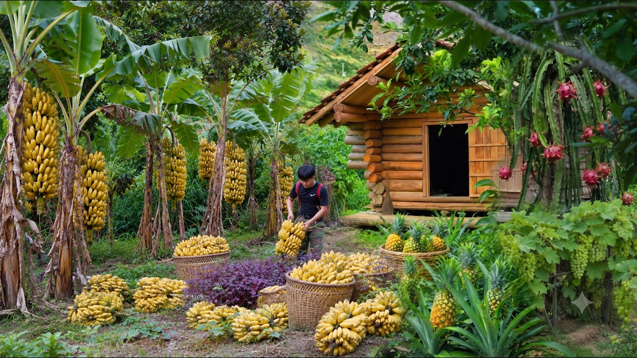 Living in the forest, gardening, harvesting bananas to maket sell. The illness has improved a lot.