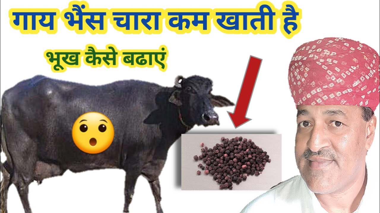 गाय /भैंस का दूध बढाने व भूख बढ़ाने का देसी फार्मूला|dudh badane ka desi farmula/tarika.