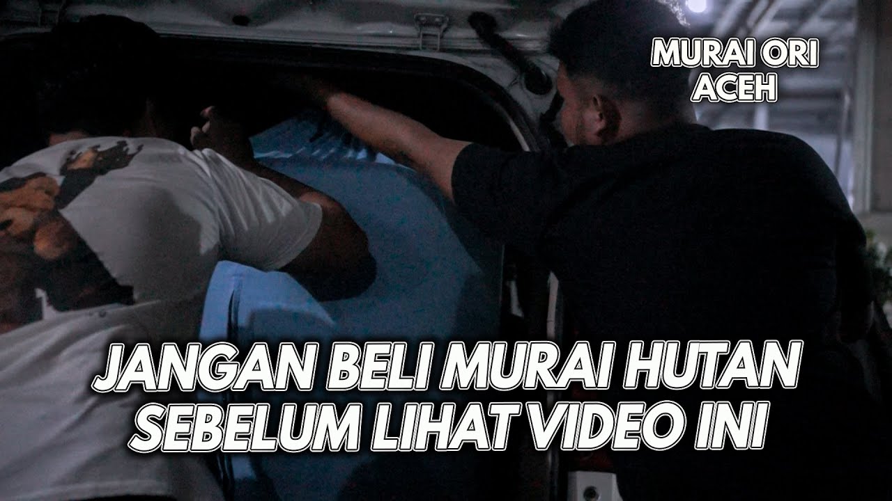 WASPADAI PENIPUAN BERKEDOK MUDA HUTAN YANG ASLI YANG BEGINI