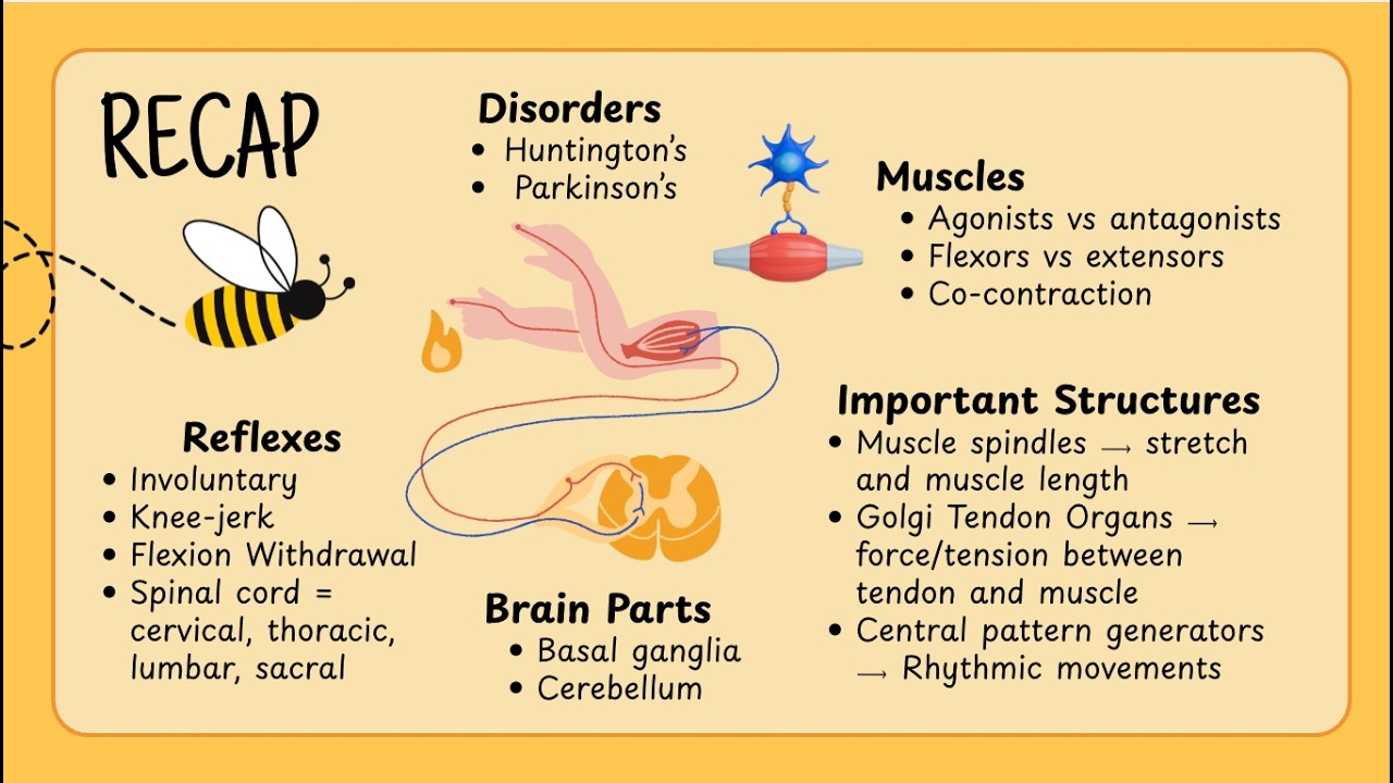 Brain Facts: Chapter 3 - Movement