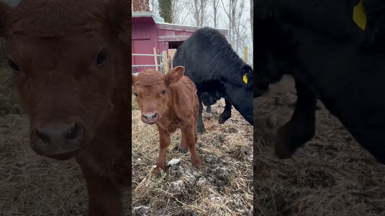 New Dexter calf born on the farm!