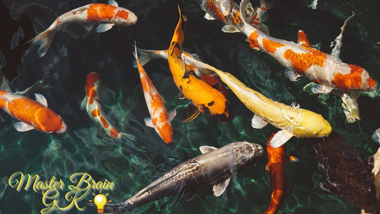 Amazing Underwater Fish | Amazing Sea Fish | Mind Relaxing Video | Master Brain GK