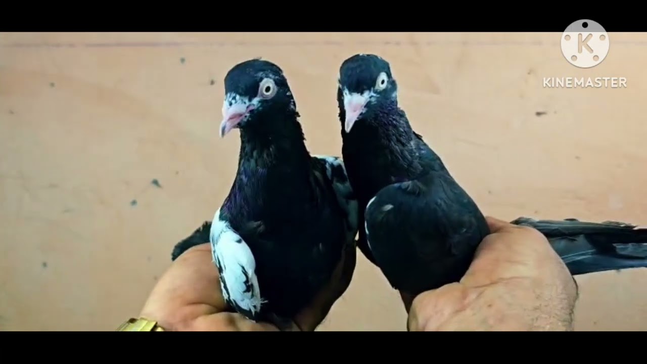 Show aur race dono ke liye pasand kiya jata hai.Achchi training se lambi udaan karta hai.Kabutarbazi