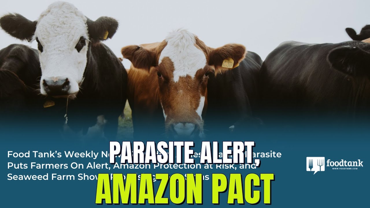 Amazon Insights: Parasite Alert, Amazon Protection, TikTok Trends & Ocean Farms!