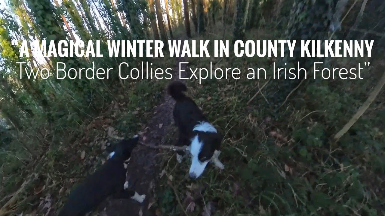 A Magical Winter Walk in County Kilkenny 🌲❄️ | Two Border Collies Explore an Irish Forest”
