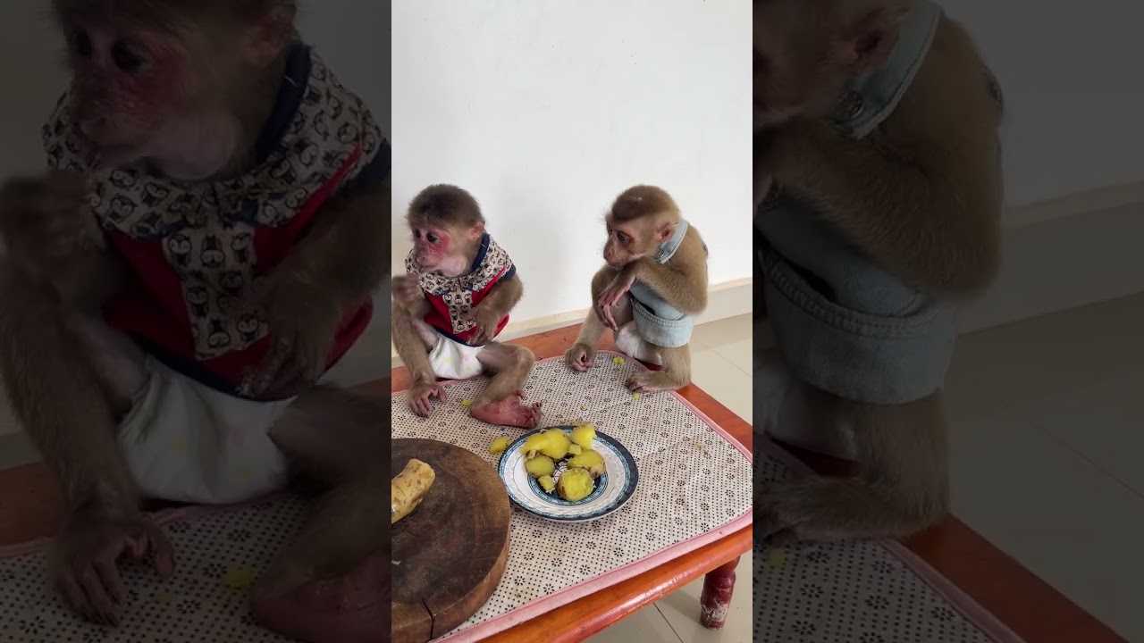 Monkey hugs human with pure love! 🤗🐵 #MonkeyCuddle #heartwarmingtales