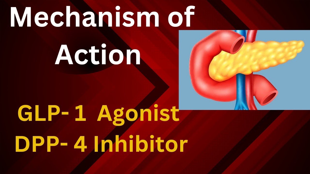 Mechanism of action of GLP 1 agonist AND DPP 4 Inhibitor drug|Dpp4 mechanism of action
