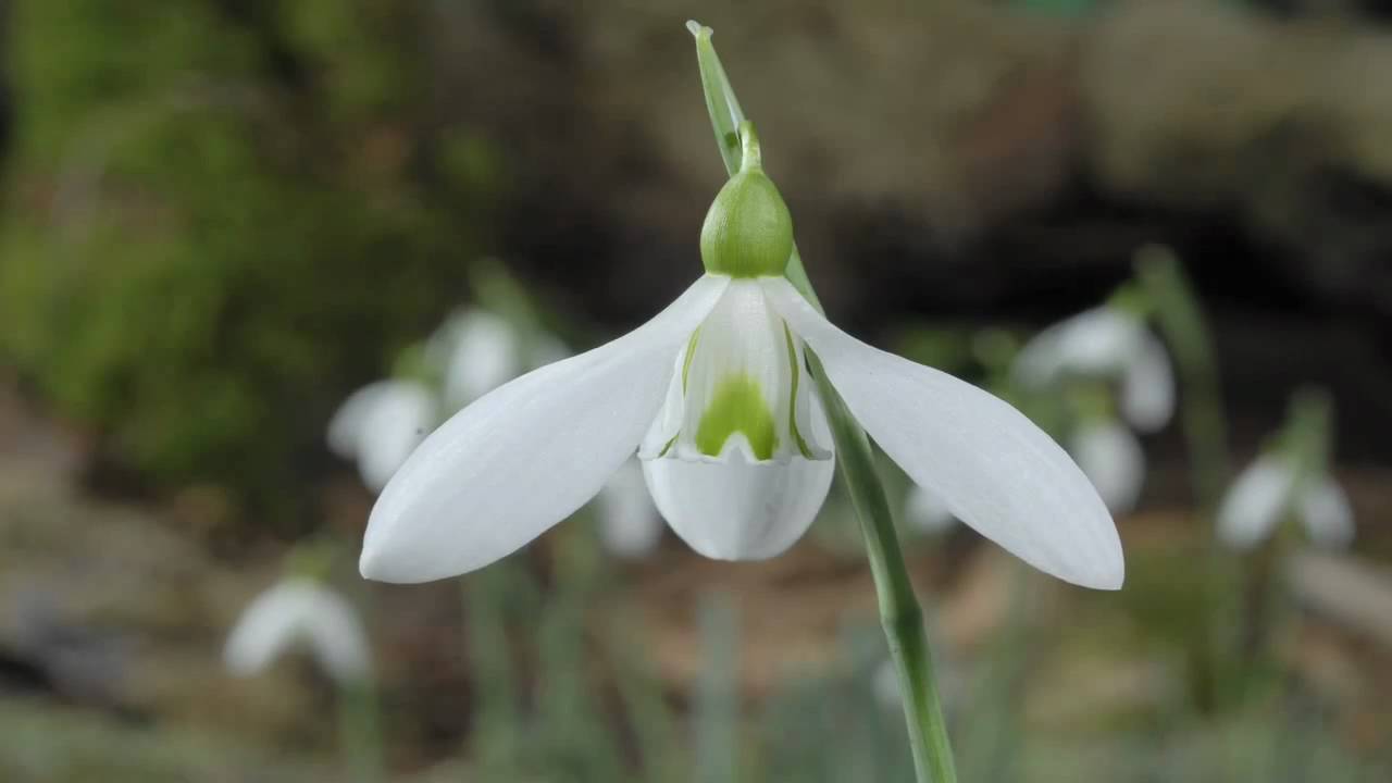 Snowdrop flower time-lapse