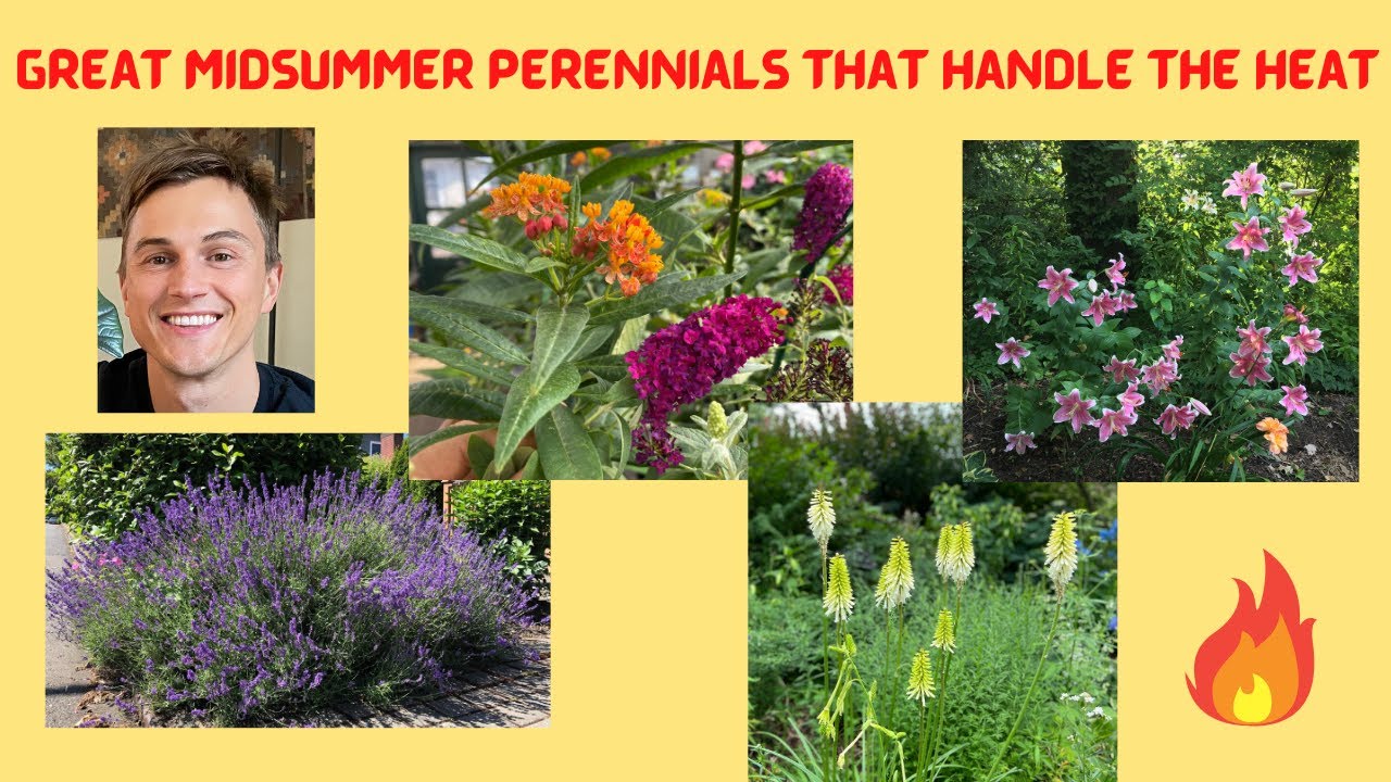12 Low Maintenance Perennials that Handle the Heat