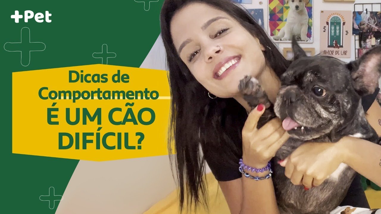 O QUE SABER ANTES DE TER UM BULLDOG FRANCÊS? | CANAL MAIS PET