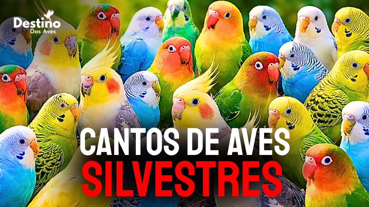 O Encontro Mais Colorido Entre Aves Que Voc&ecirc; J&aacute; Viu