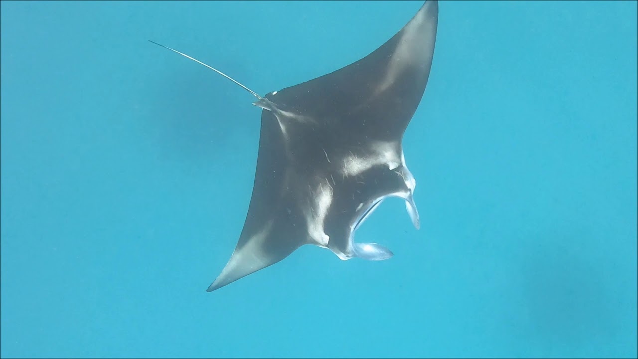 Magnificent Mobula Alfredi