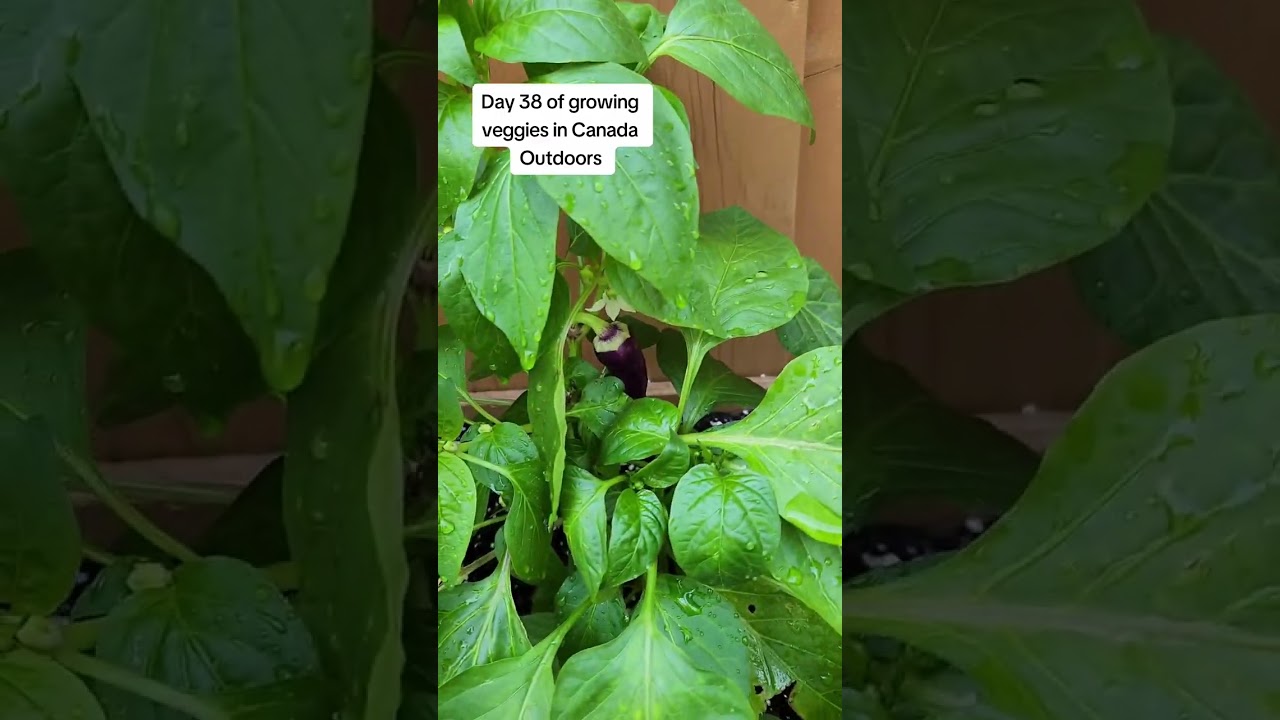 Day 38 of growing veggies in Canada Outdoors 🇨🇦 Let's take a gander! #veggies #veggie #ontariocanada
