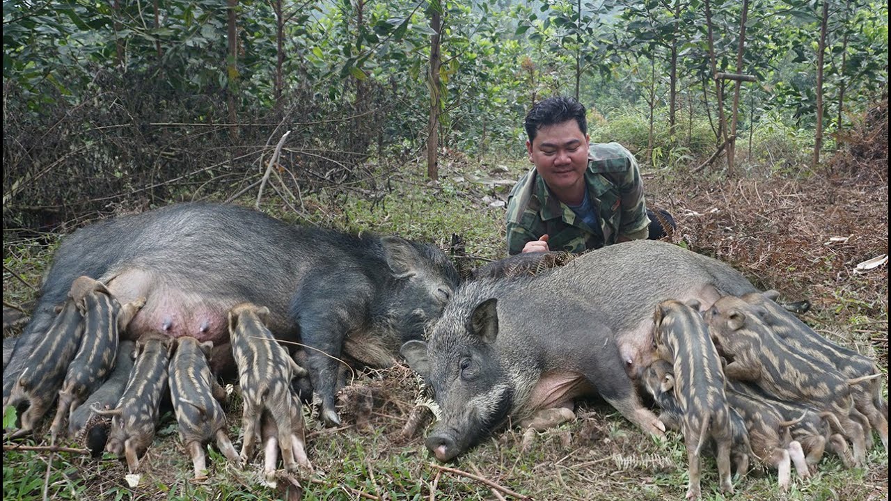 Life in the wilderness, caring for pigs and goats, developing a farm.