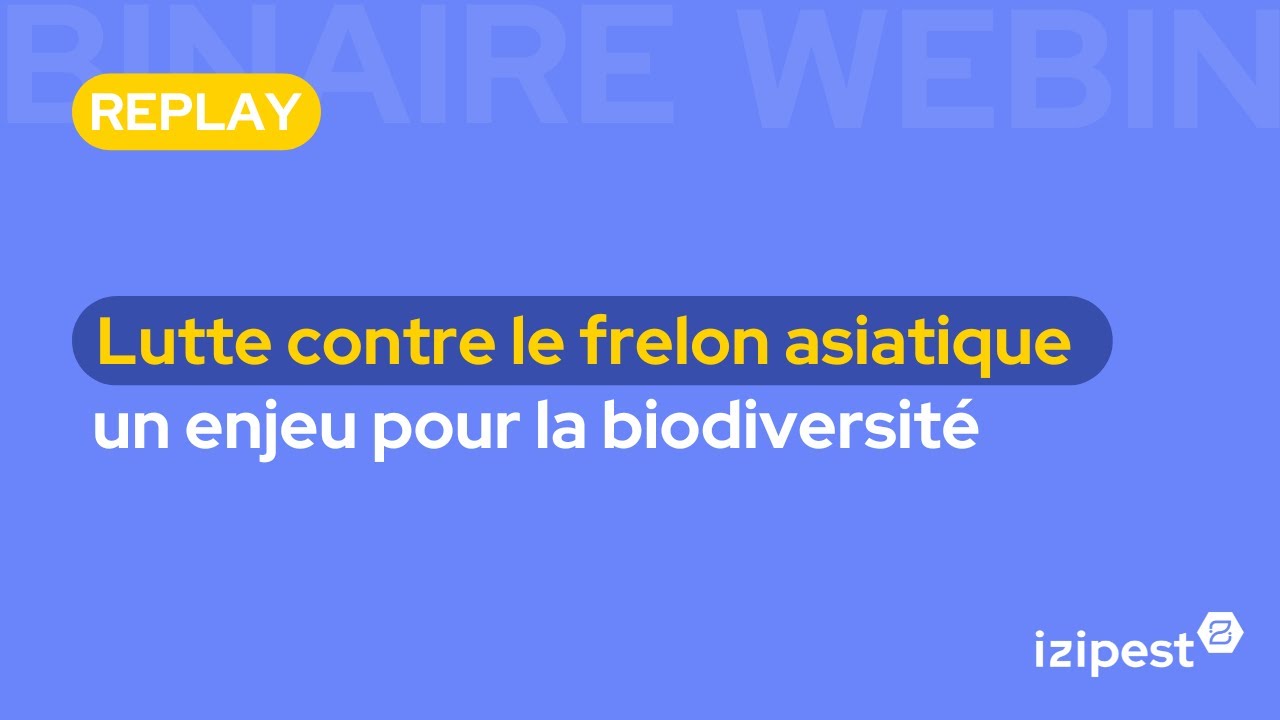 [Replay Webinaire] Lutte contre le frelon asiatique : un enjeu pour la biodiversité