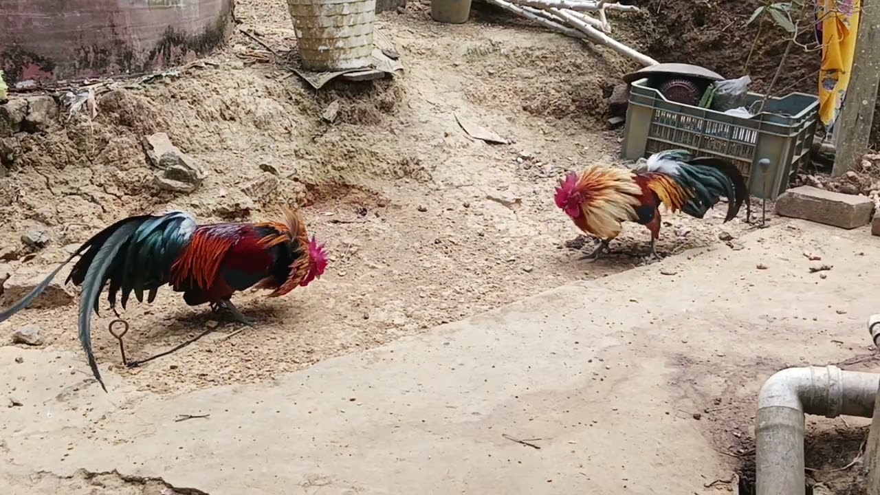 Dah ve leh chhin ang. 