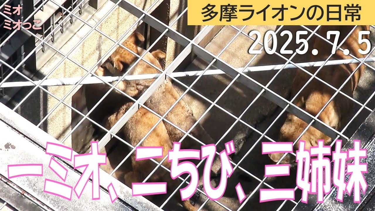 一ミオ、二ちび、三姉妹 2025.7.5【多摩ライオン】