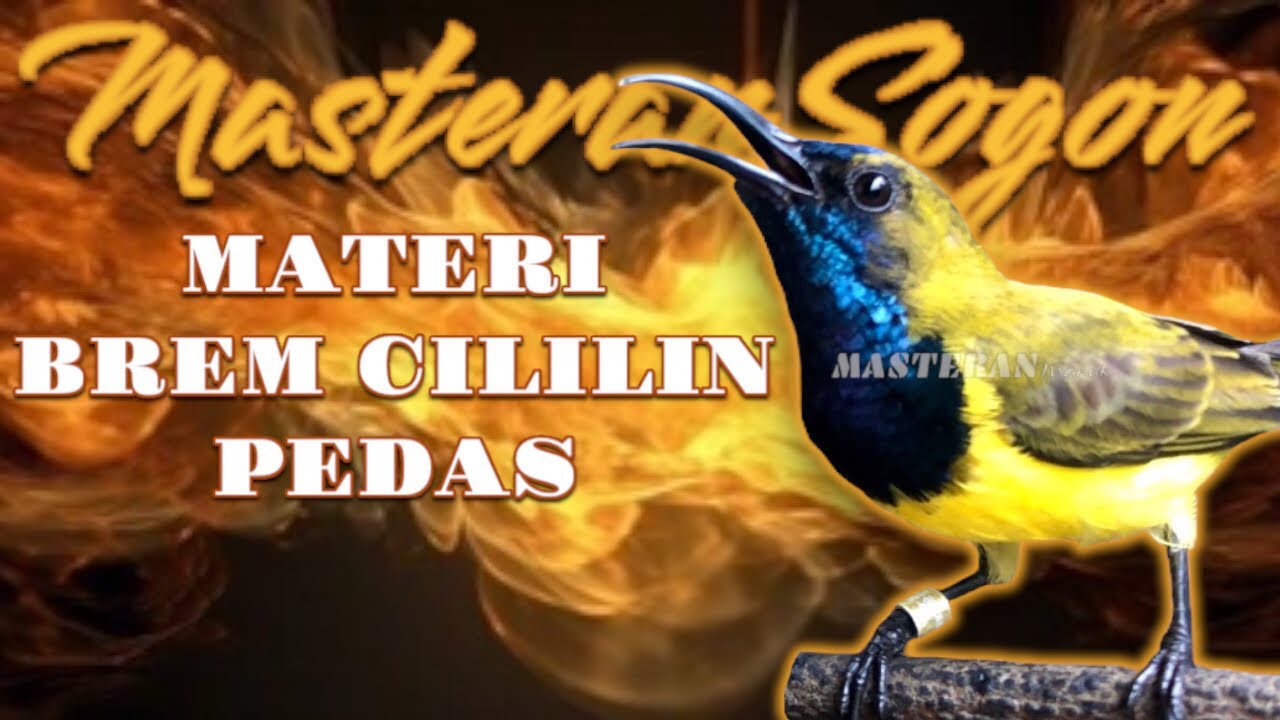 MASTERAN SOGON BREMAN CILILIN PEDAS! Materi Tajam Paling Dicari! #sogongacor #pancingansogon #sogon 
