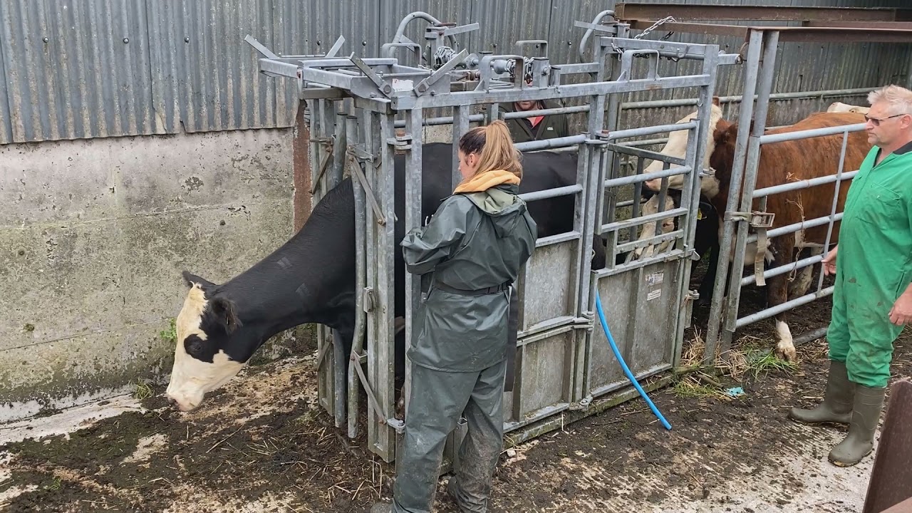 TB testing at Hoe Grange Farm