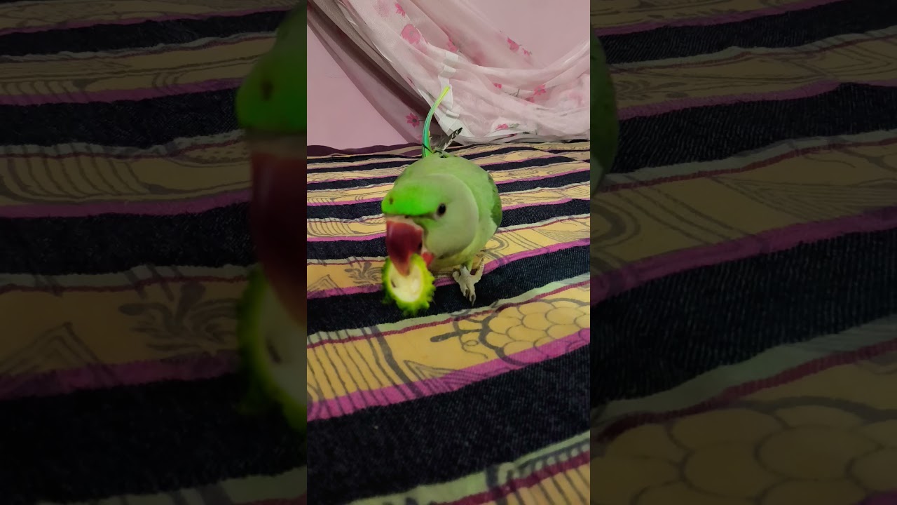 Parrot eating bitter gourd ☺ 