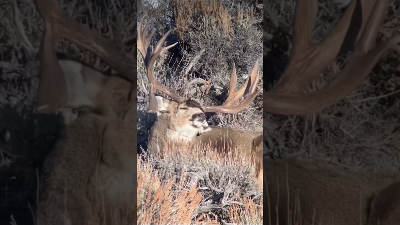 GIANT MULE DEER.&hellip;.The KING of the Mountain #shorts #shortsvideo #idaho #animals