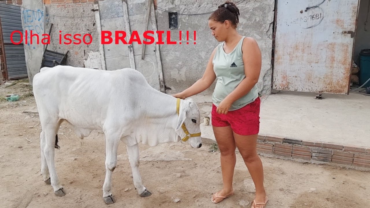 BEZERRO DOMESTICADO RECEBE VISITA DE CAMPOS SALLES EM SEU HABITAT