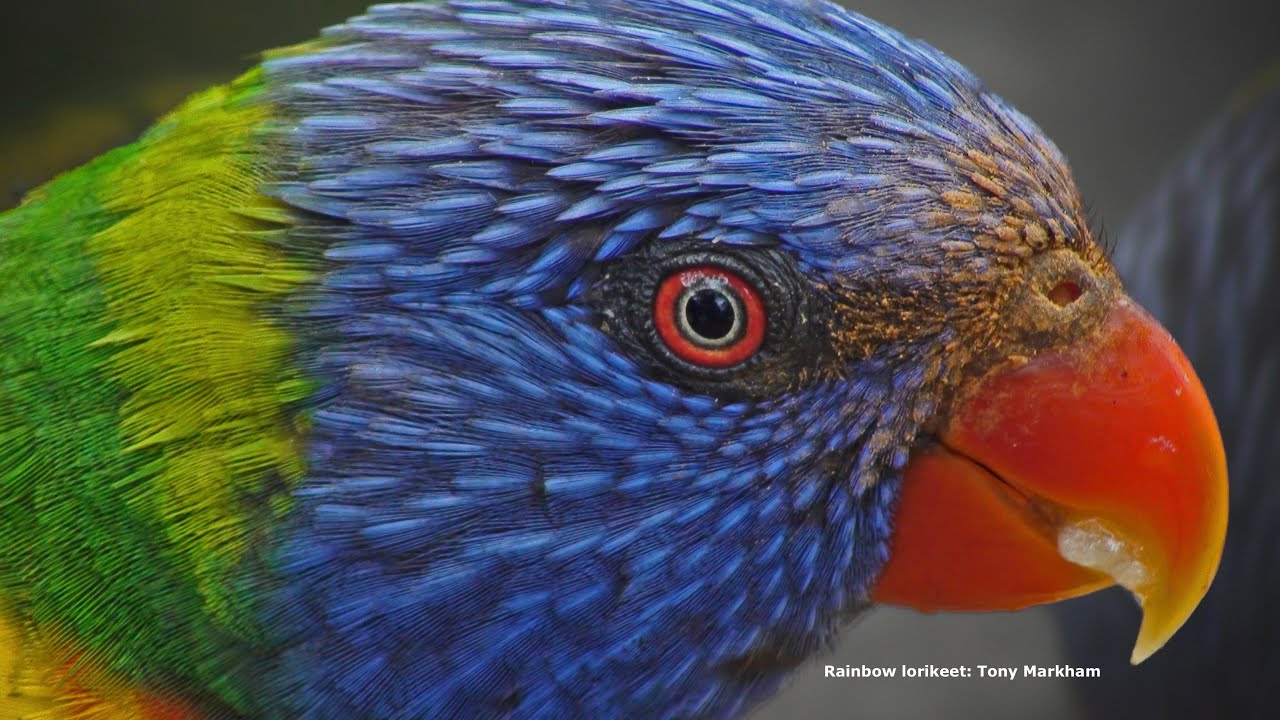 Colourful Characters