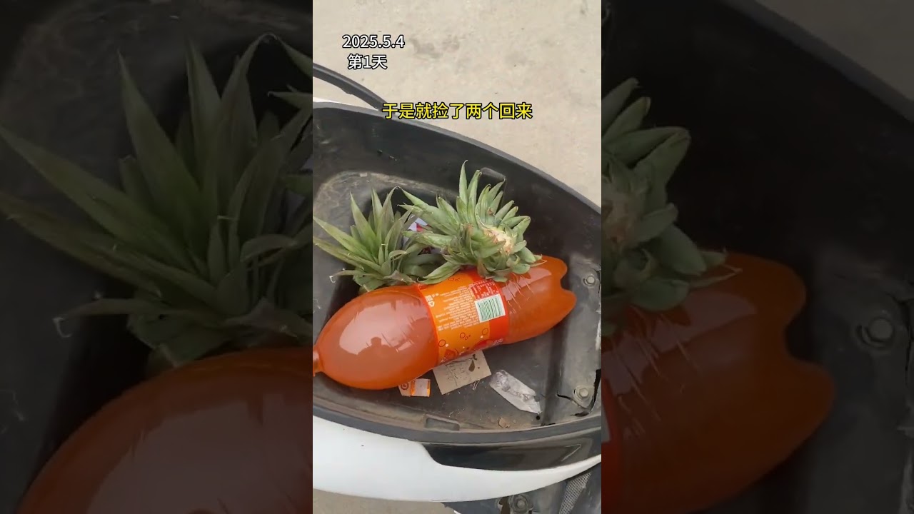 The Secret Life of Pineapples: Can Picked Heads Survive