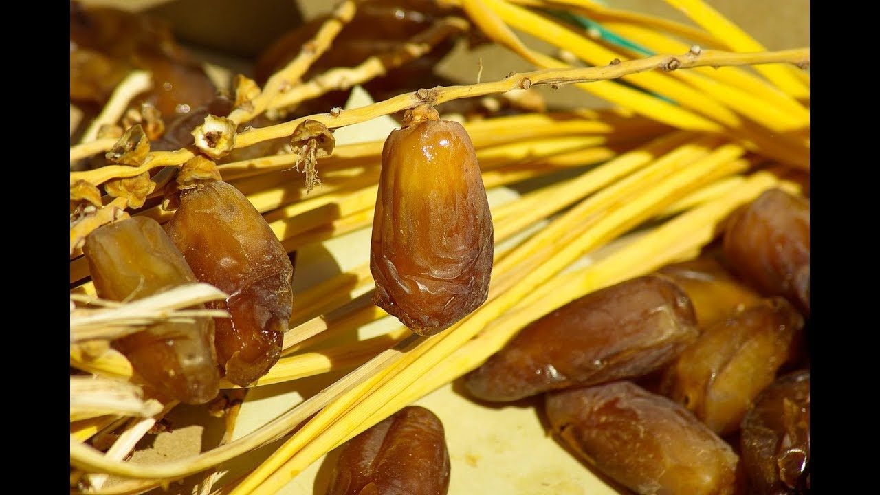 روعة تمــــــور واحة فكيك بالمغرب