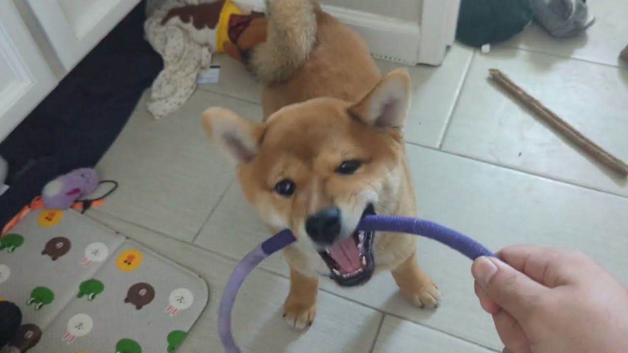 Shiba Inu Puppy Tug and Thug of War | Panko Letting Out the Aggression