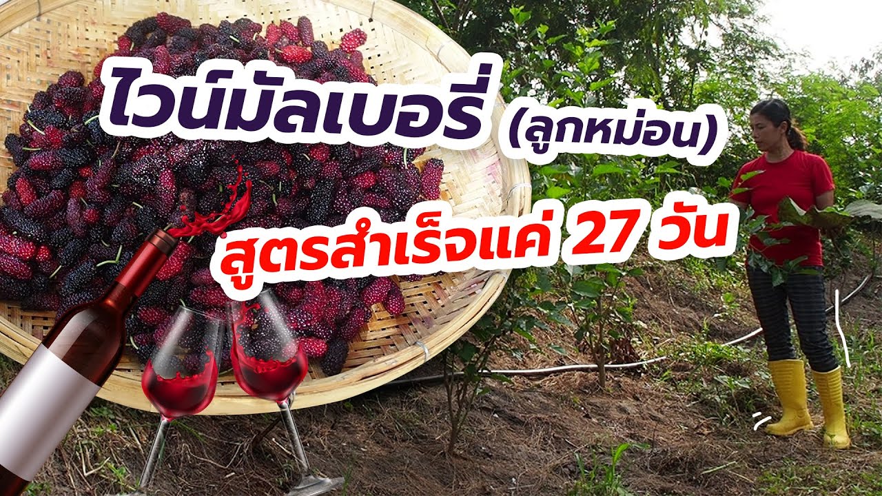 🍷วิธีทำไวน์มัลเบอรี่ (ลูกหม่อน) 🎬ดูคลิบแล้วทำตามได้เลยจ้า สูตรลับ : บ้านไร่คุณธรรม