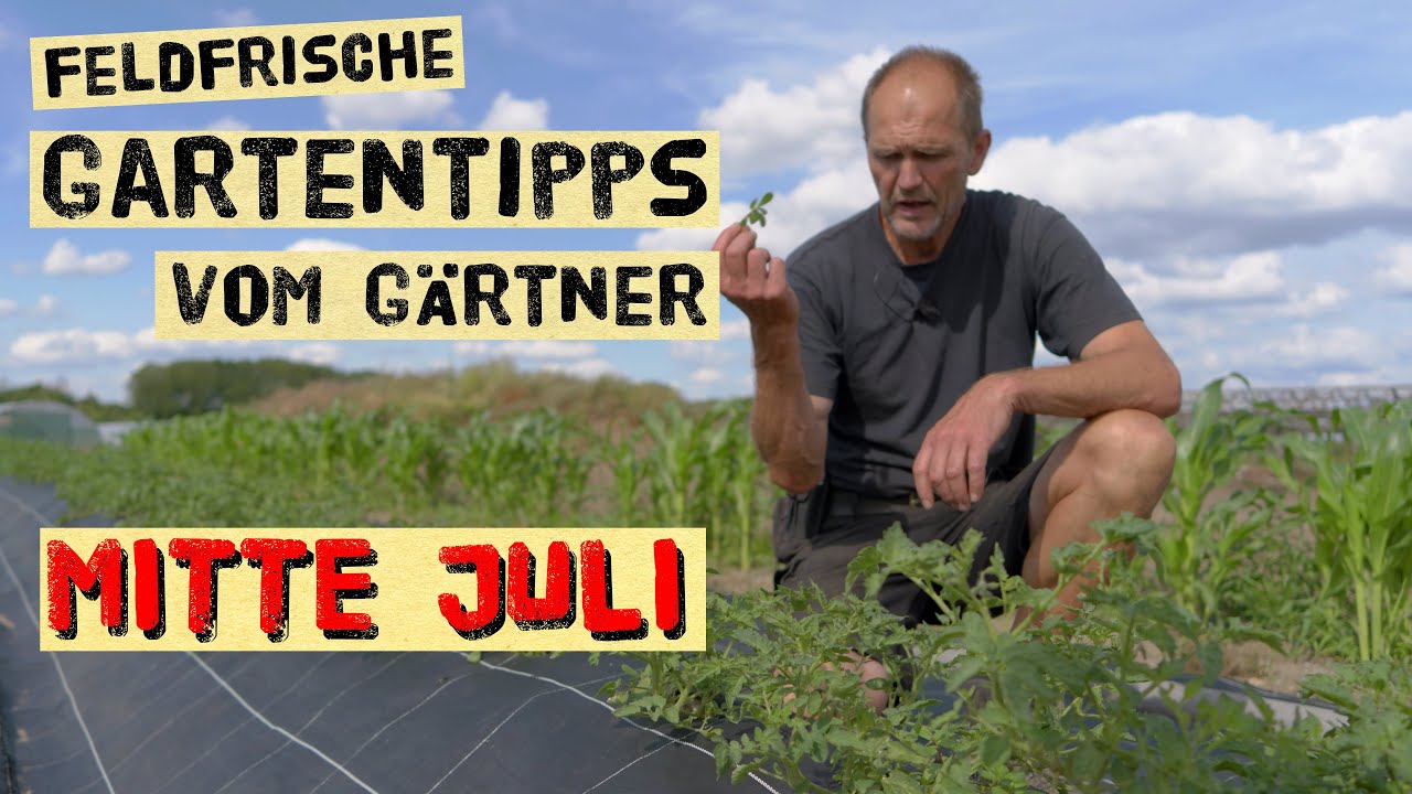 Gartenarbeiten Mitte Juli - Tomaten direkt auf dem Feld wachsen lassen, Aussaaten im Sommer