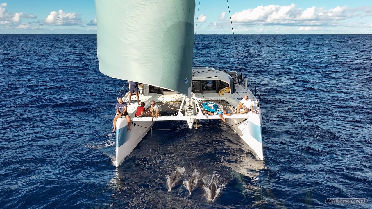 Delfini a Prua di ARIA in Atlantico