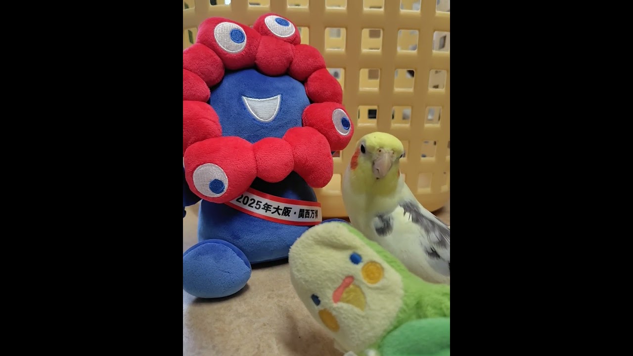きなりん＠オカメインコ、ミャクミャク様と大屋根リングごっこ(≧◇≦)