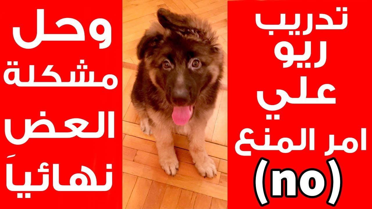 تدريب كلب جيرمن شيبرد علي امر المنع سيشن تدريب كاملة وحل مشكلة العض نهائياَ