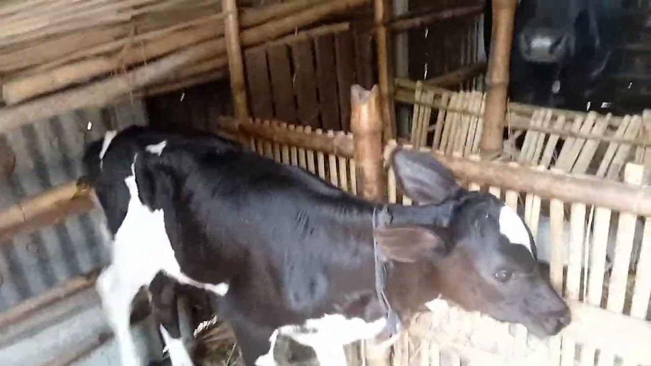 ব্র‍্যাকের বিজের HF/227 নাম্বারের বকনা বাচ্চা।