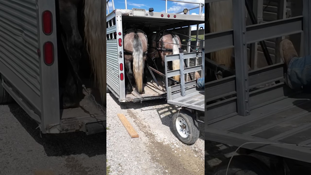 Unbelievable Draft Horse Team #drafthorses #workhorse