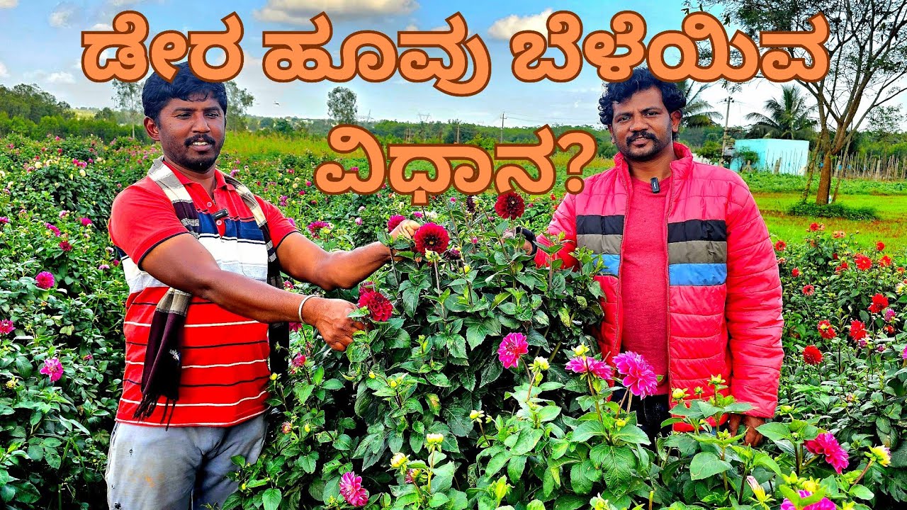 ಡೇರ  /ಡೇಲಿಯಾ ಹೂವು ಬೆಳೆಯುವ ರಹಸ್ಯ! | Dahlia Flower Farming in Kannada ||Arunvenkataraj