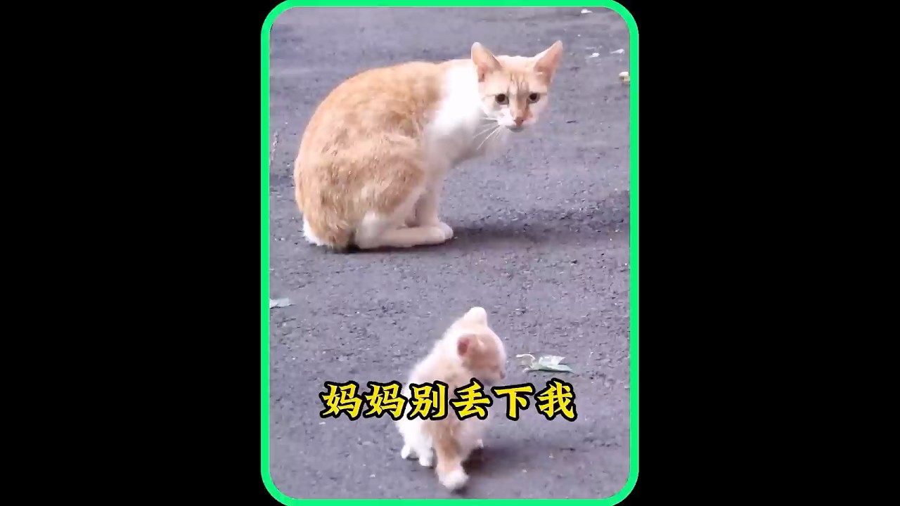 流浪猫妈妈为救生病的孩子，忍痛将小猫驱赶送给人类 #猫咪  #萌宠  #cats  #pets