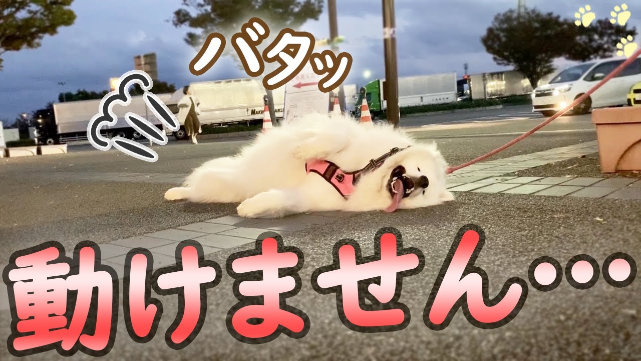 お散歩に疲れて動けなくなったサモエドさくら