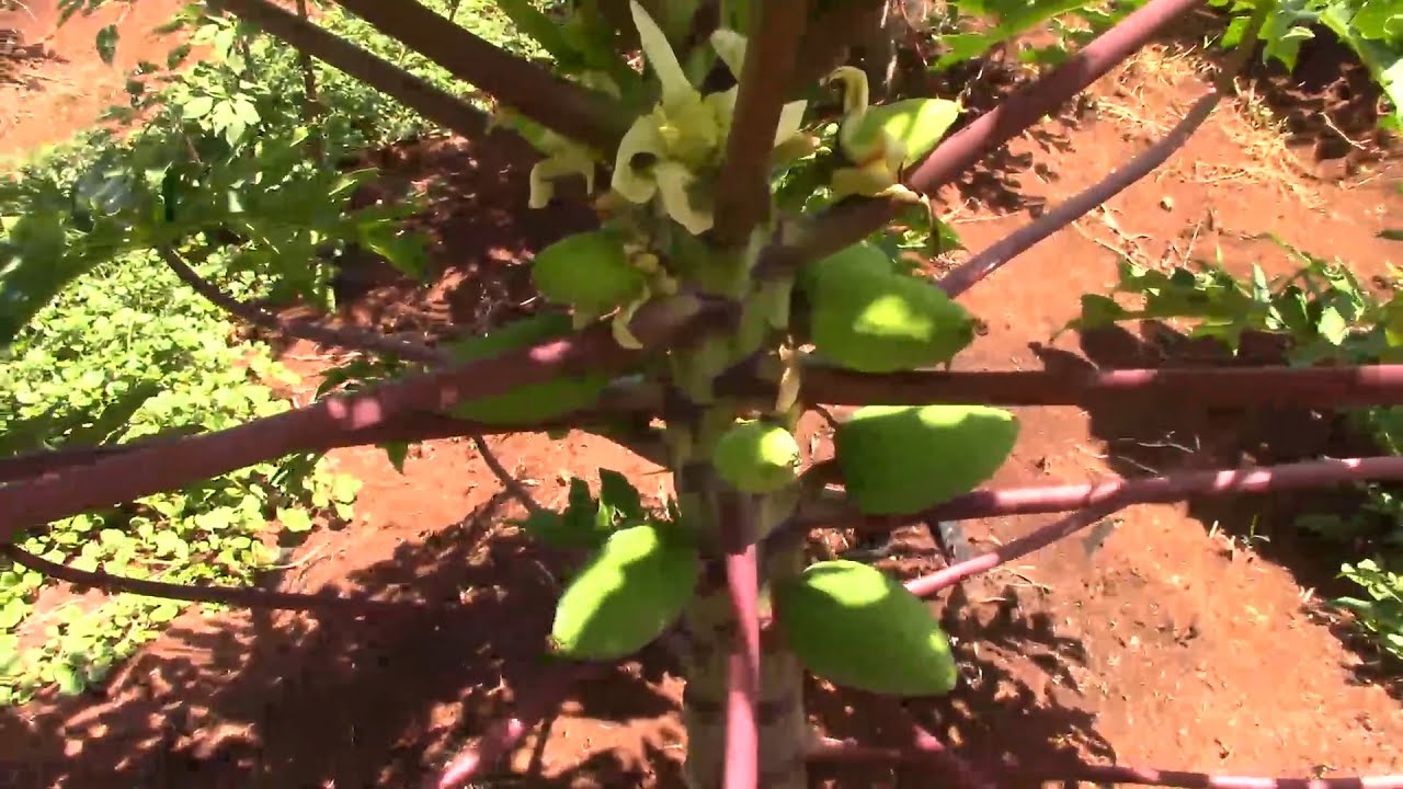 NUTRIENTES ORGÁNICOS EN PLANTACIÓN DE PAPAYA