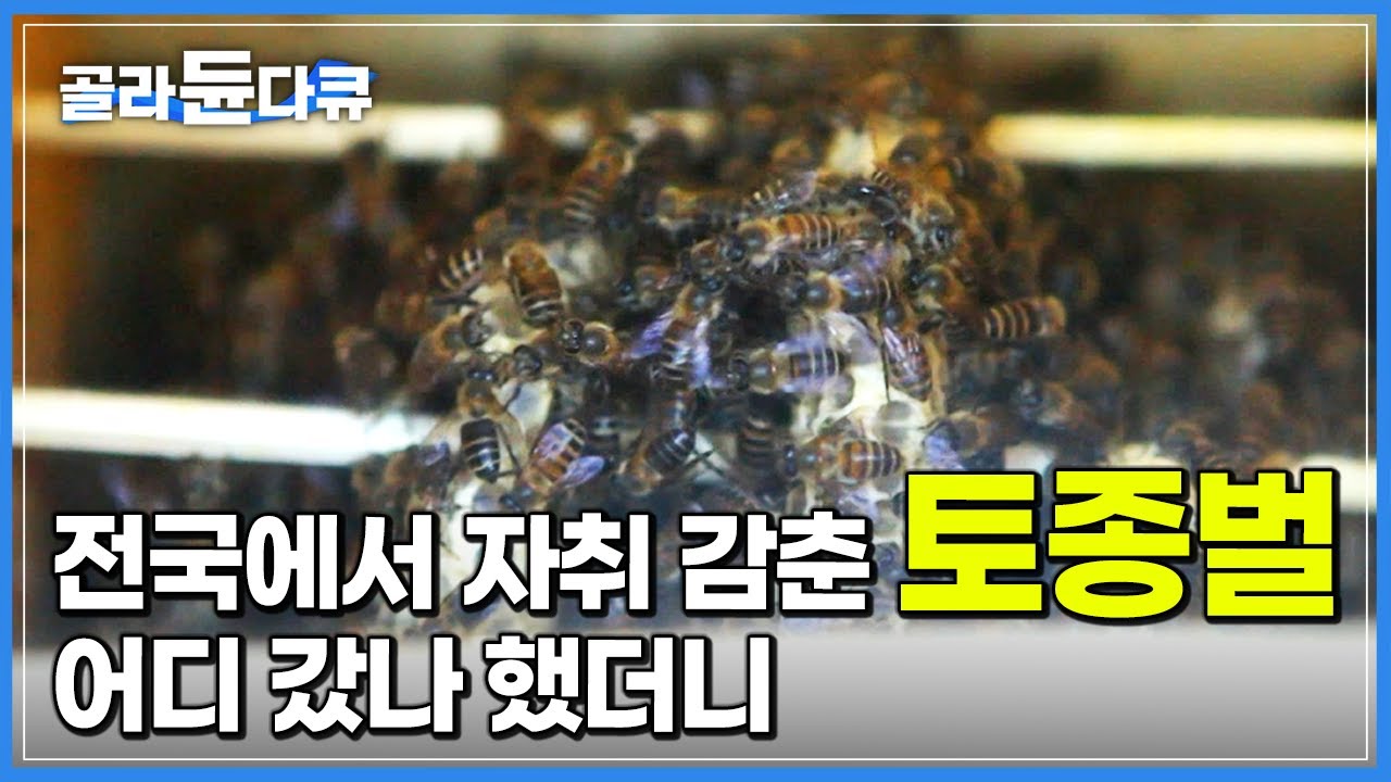 전염병으로 95%가 사라졌다는 토종벌, 여기 다 있었다! 사람 손 닿지 않은 청정자연 소백산 깊은 골짜기의 양봉장┃한국기행┃#골라듄다큐
