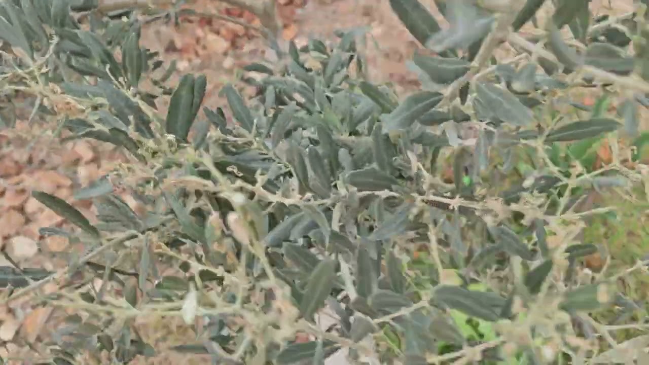 Zeytin akarı ve örümceği mücadelesi 