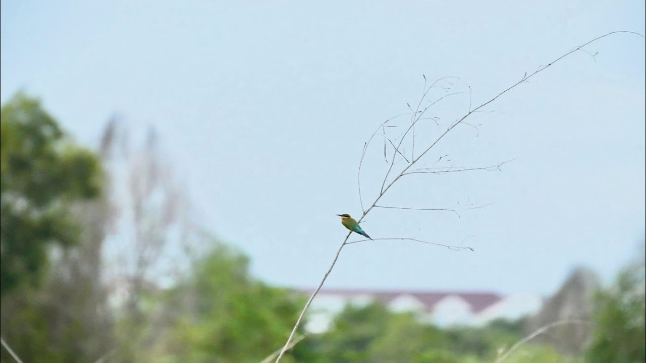 🦜Relaxing Music For Stress Relief