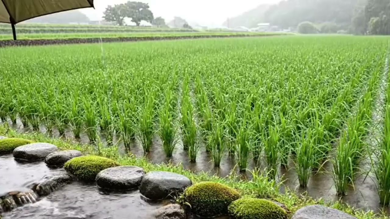 Rice Field Rain ASMR for Sleep
